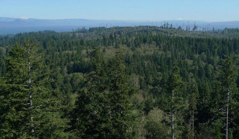 Oregon forests from the Astoria Column.